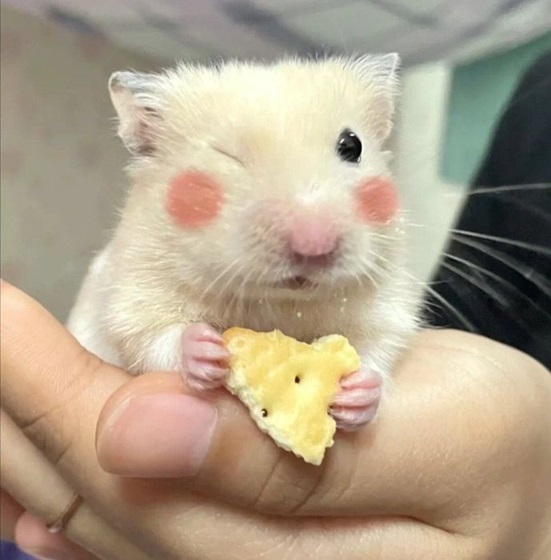 hamster meme 29 jpg