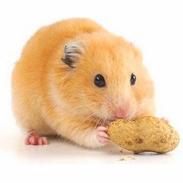 hamster meme 3 jpg