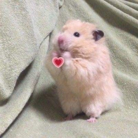 hamster meme 30 jpg