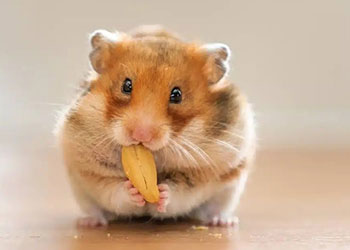Top 89+ hamster meme cute với biểu cảm siêu đáng yêu