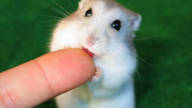 hamster meme 4 jpg