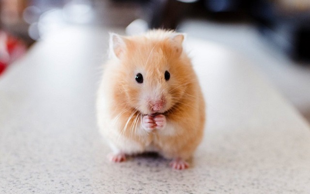 hamster meme 5 jpg