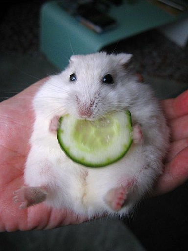 hamster meme 7 jpg