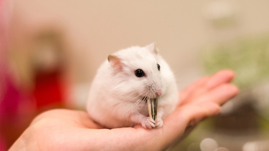 hamster meme 8 jpg