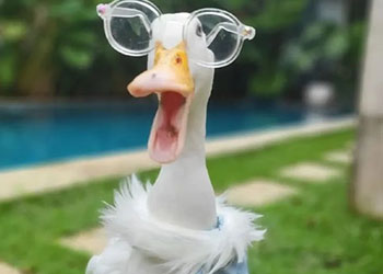 Top 30+ meme vô tri dễ thương, bựa hài hước nhất