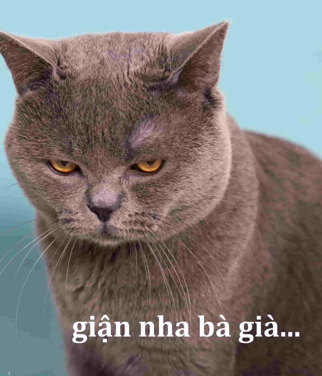 hinh nen meme 16 jpg