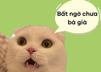 100+ meme bất ngờ chưa cực vui nhộn và hài hước nhất